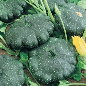 Courge Hybride Total Eclipse