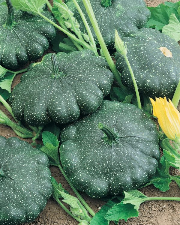 Courge Hybride Total Eclipse