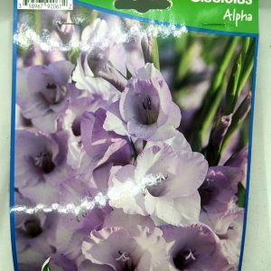 Gladiolus - Alpha