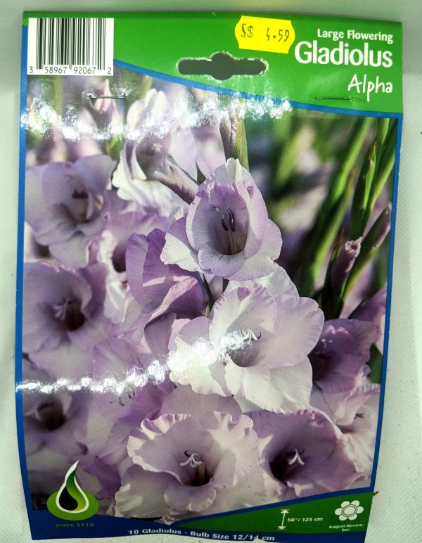 Gladiolus - Alpha