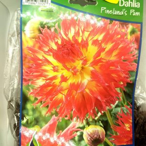 Dahlia - Pineland's Pam