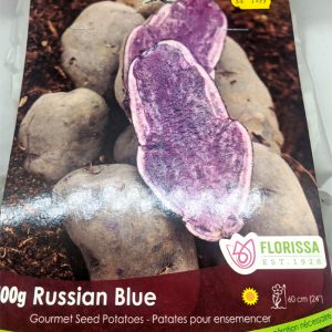 Patates pour ensemencer - Russian Blue