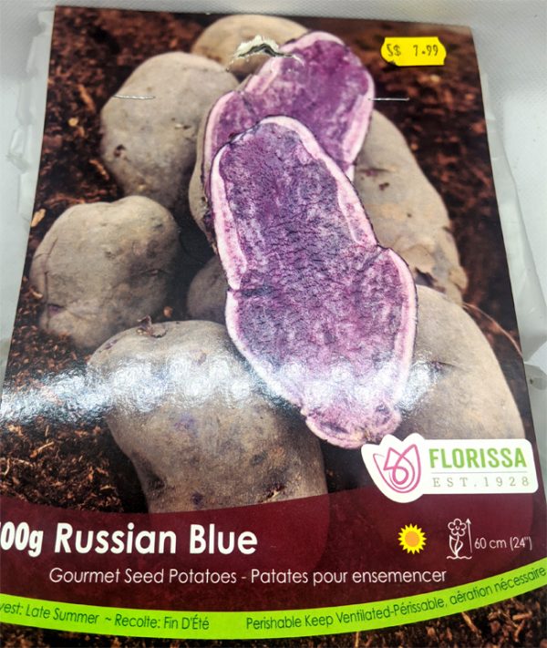Patates pour ensemencer - Russian Blue
