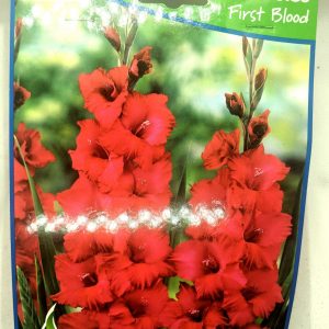 Gladiolus - First Blood