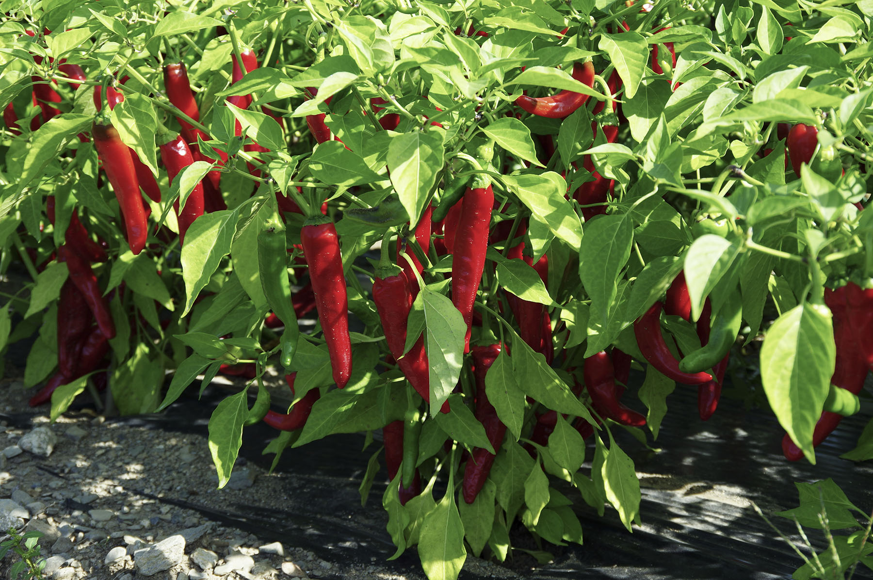 Caissette de Piments Fort Cayenne - Red Cayenne Chili Pepper - Reves et ...