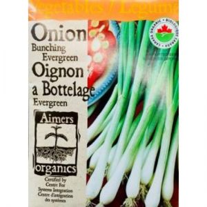 Oignon - Evergreen Bunching