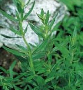 Summer Savory -